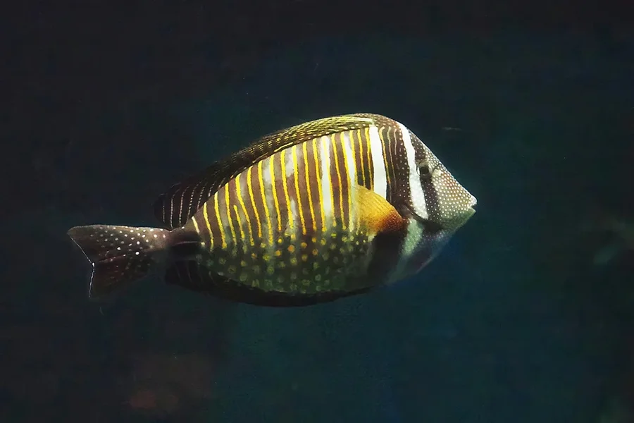 ZooSstarkgestreufterFischKuckuckslippfischvermutOM11240.webp