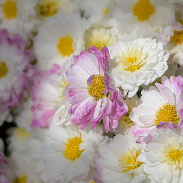 _Z509003.webp