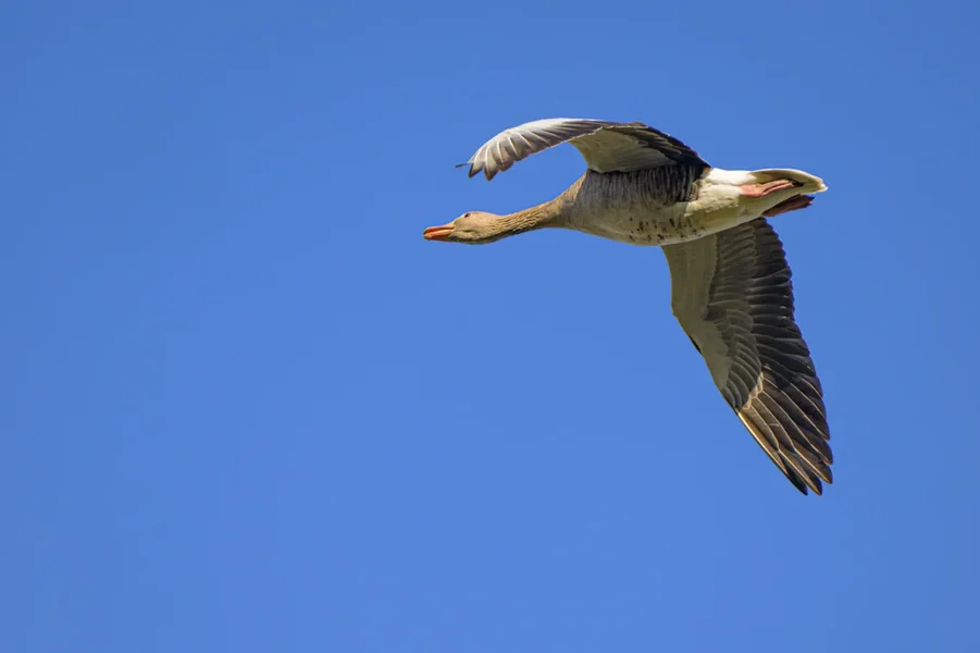HZ9_5069.webp