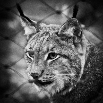 20111203_Wollschwein, Luchs & Co_104-Bearbeitet.jpg