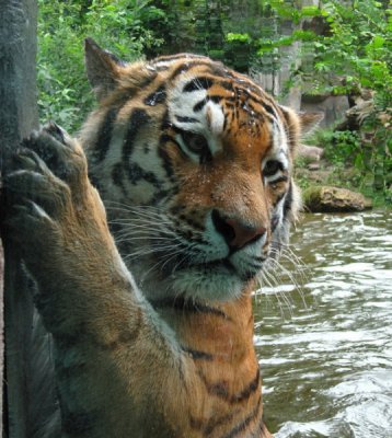 Tiger2.jpg