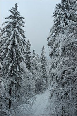 WinterLand5.jpg