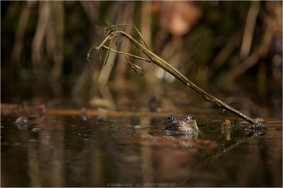 Grasfrosch_01.jpg