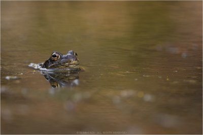 Grasfrosch_02.jpg