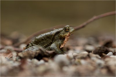 Grasfrosch_04.jpg