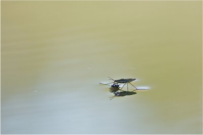(c)RichardDiessner_Wasserlaeufer.jpg