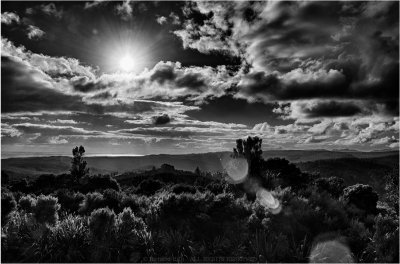 (c)RichardDiessner_Waipoua_Kauri_Forest.jpg