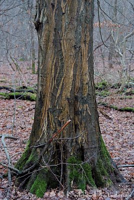(c)_Kribben_Photodesign_Winterwald_AWB.jpg