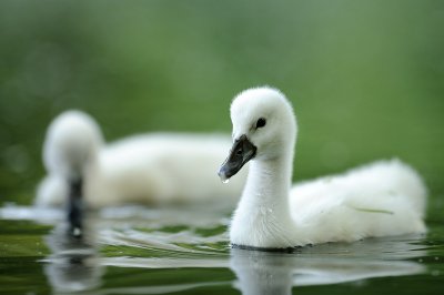 (c)MFocks_06-02B_Schwan07.jpg (c)MFocks_06-02B_Schwan07.jpg