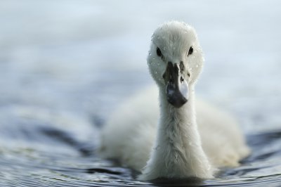 (c)MFocks_06-02B_Schwan34.jpg (c)MFocks_06-02B_Schwan34.jpg