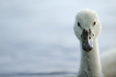 (c)MFocks_06-02B_Schwan37.jpg (c)MFocks_06-02B_Schwan37.jpg