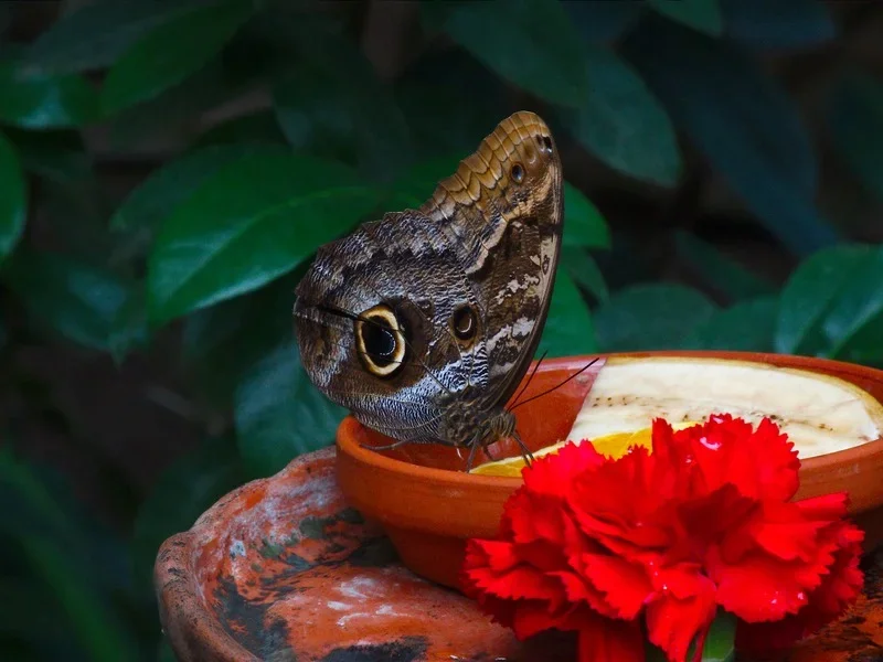 DSCN3591.webp