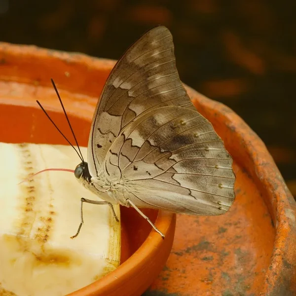 DSCN3623.webp