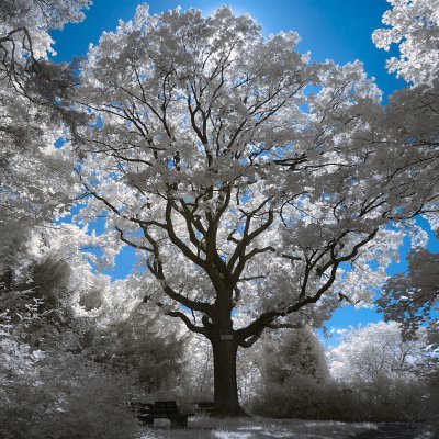 IR-Schillereiche.jpg IR-Schillereiche.jpg