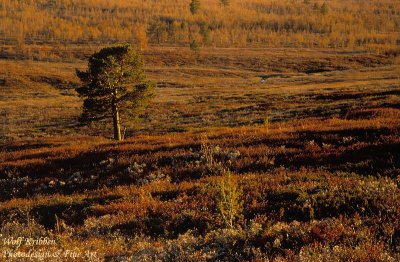 (c)_Kribben_Photodesign_Norwegen_5-800.jpg (c)_Kribben_Photodesign_Norwegen_5-800.jpg