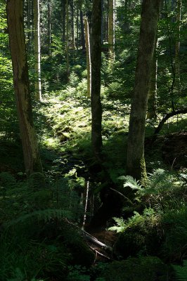Wald02.jpg