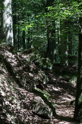Wald03.jpg