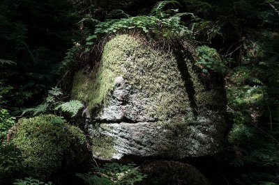 Wald04.jpg
