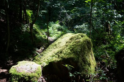 Wald05b.jpg