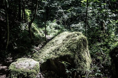Wald05.jpg