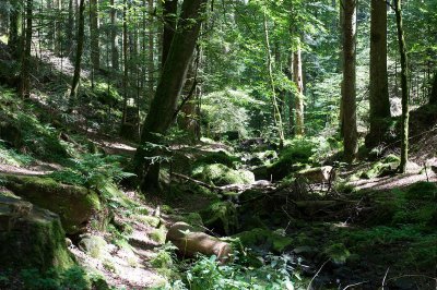 Wald06.jpg