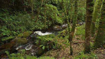 Torc 007.jpg Torc 007.jpg