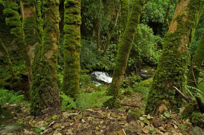 Torc 009.jpg Torc 009.jpg