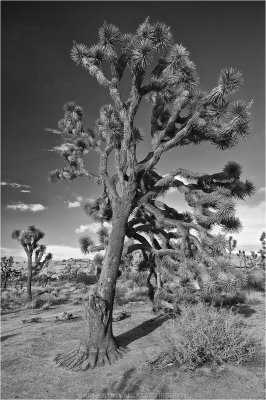 (c)RichardDiessner_JoshuaTree.jpg