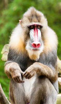 Mandrill.jpg