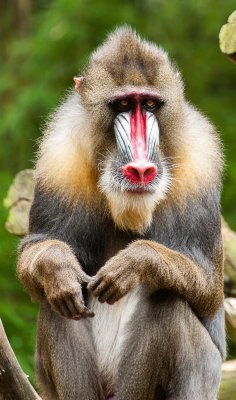 Mandrill_2.jpg