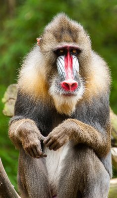 Mandrill_3.jpg