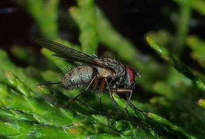 fliege.jpg