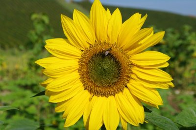 Sonnenblume.jpg