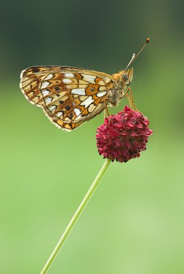 2008.08._6801.jpg
