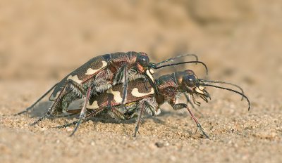 DSK-5788(900)a.jpg