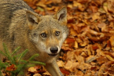 Wolf.jpg