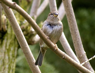 comp_Vogel-Sperling - IGP0065.jpg