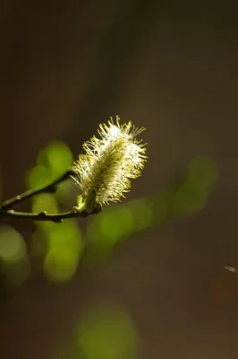 IMGP3594.webp