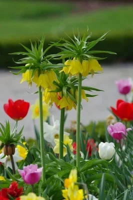 IMGP3936.webp