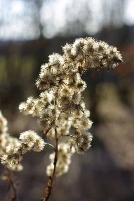 IMGP3231.webp
