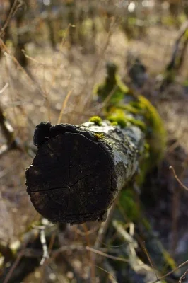 IMGP3233.webp
