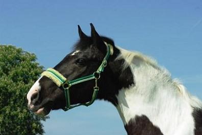 24541_1242306210226l.jpg 24541_1242306210226l.jpg