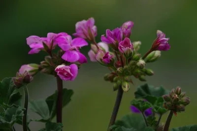 IMGP4387.webp