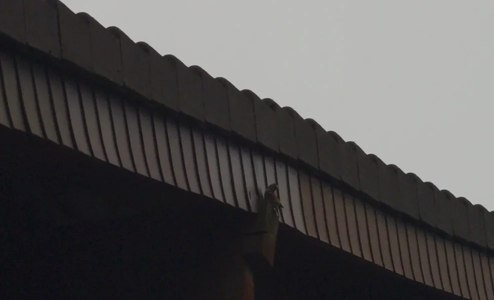 IMGP3975.webp