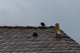 IMGP3895.webp