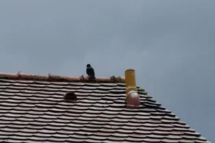 IMGP3897.webp