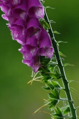 crop3.webp