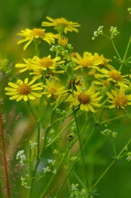 crop-5.webp