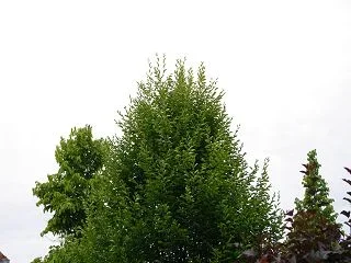 k-IMGP4317.webp