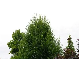 k-IMGP4318.webp